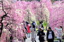 【花だより】しだれ梅700本、早くも満開 /名古屋市農業センター