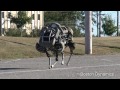 【ロボット】Boston Dynamics の高速4脚ロボ WildCat 発表、時速25kmで自律走行 (動画)
