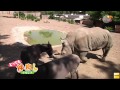 【どうぶつ】グルジアの動物園で仲良く暮らすサイとロバが話題に